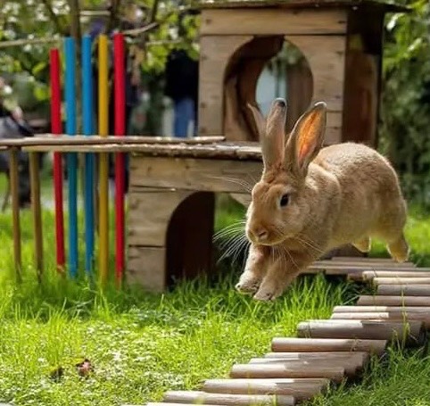 Exercise Pen