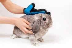 Grooming Glove