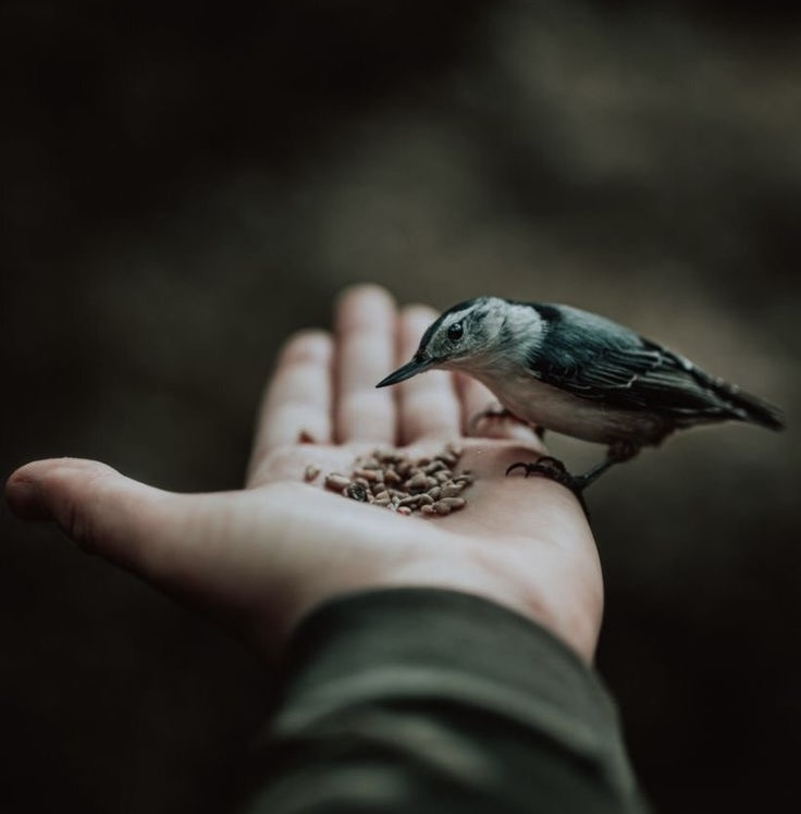غذای دستی (Hand Feeding)