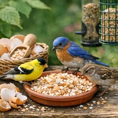 تشویقی تخم مرغی (Egg Food)