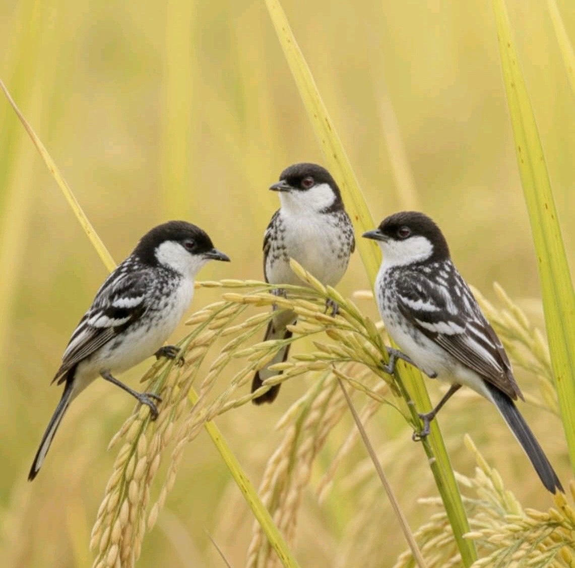 خوشه و اسپری ارزن