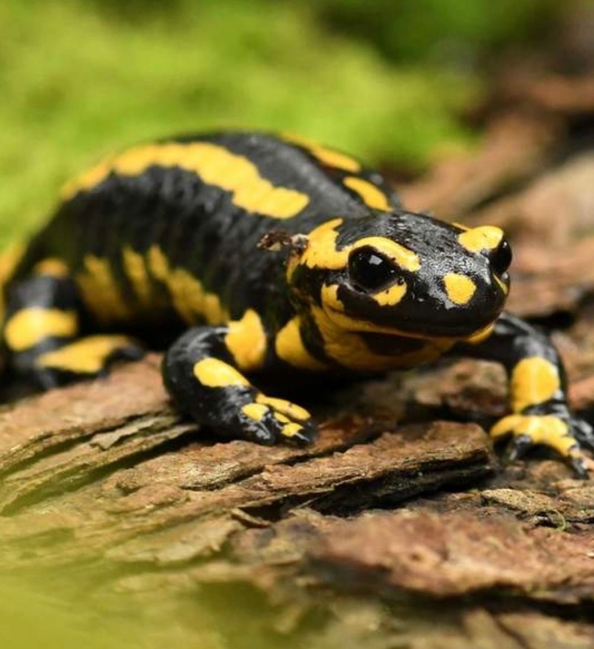 Salamander