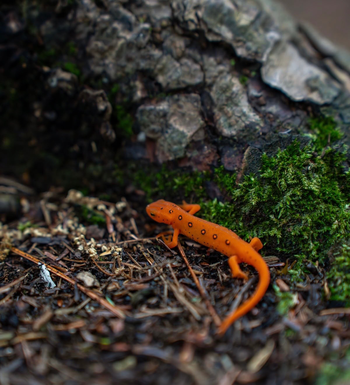 Newt