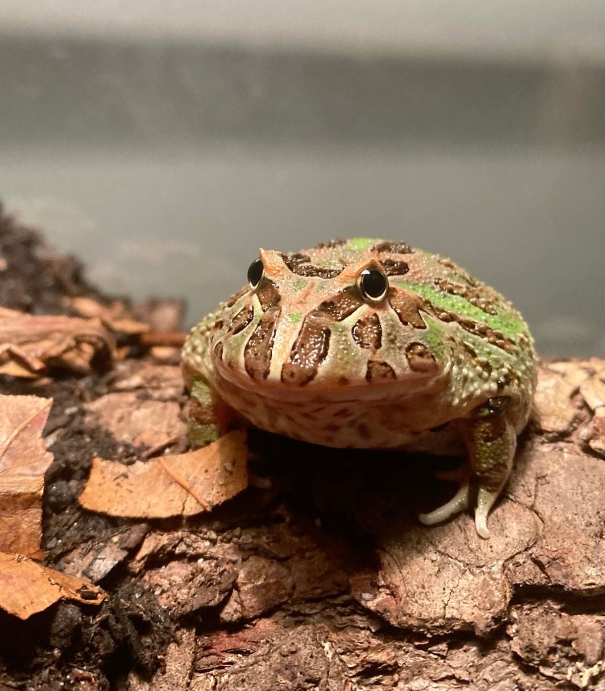Pacman Frog
