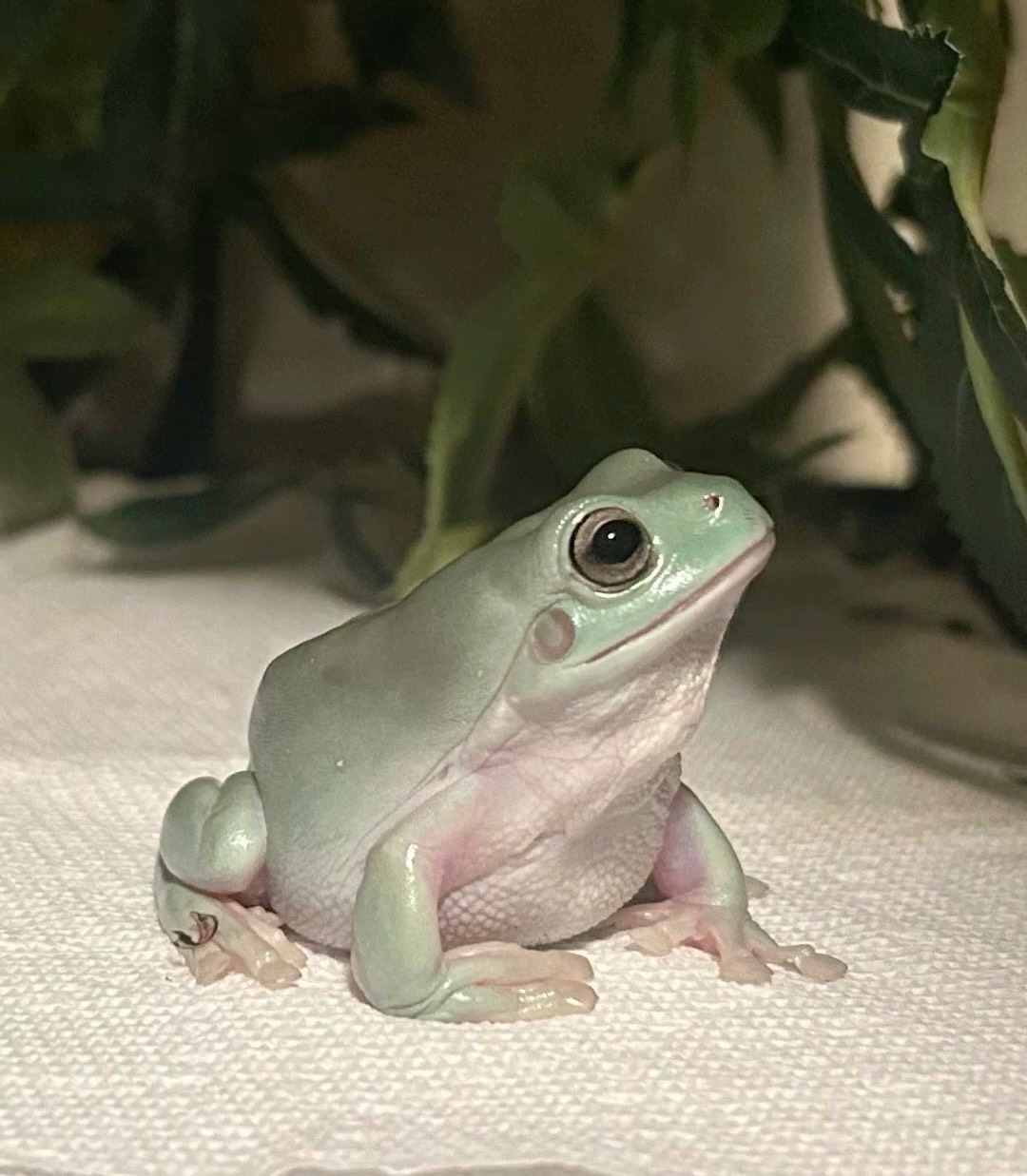 White's Tree Frog