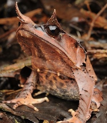 Horned Frog