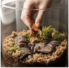 Isopods