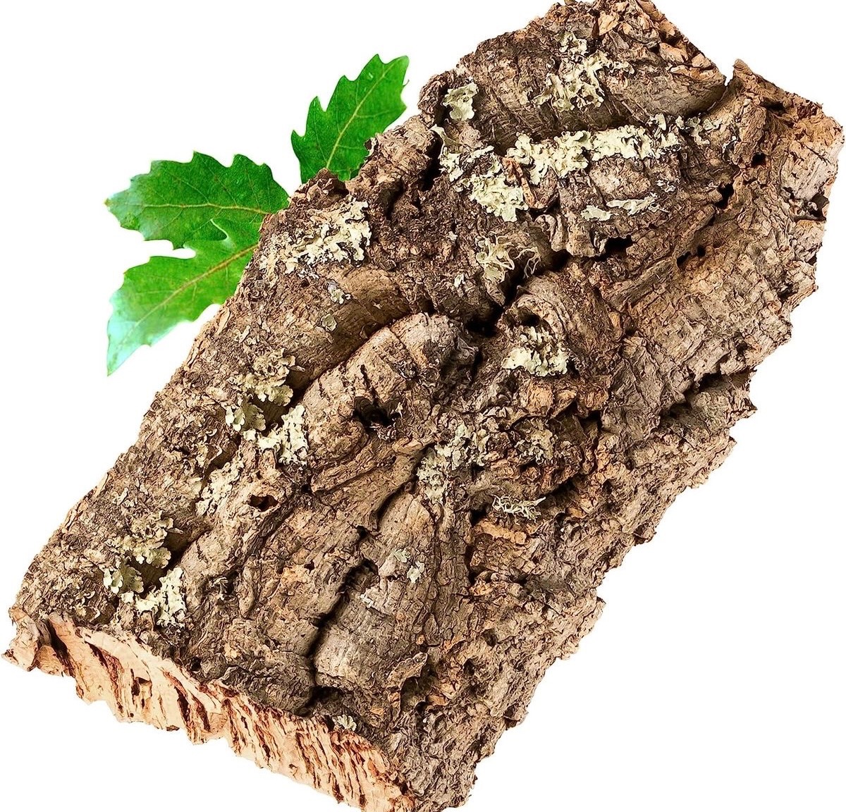 Cork Bark