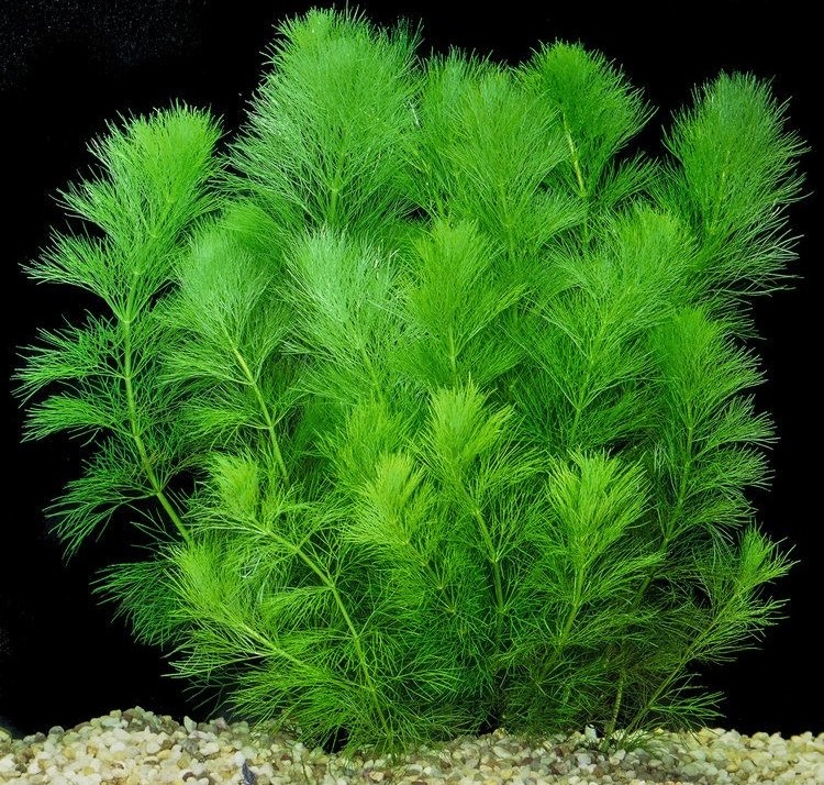 Aquatic Plants