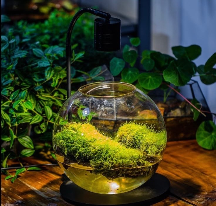 LED Terrarium Light