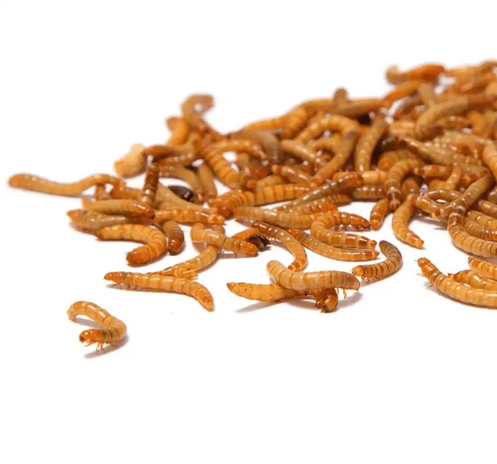 Mealworms