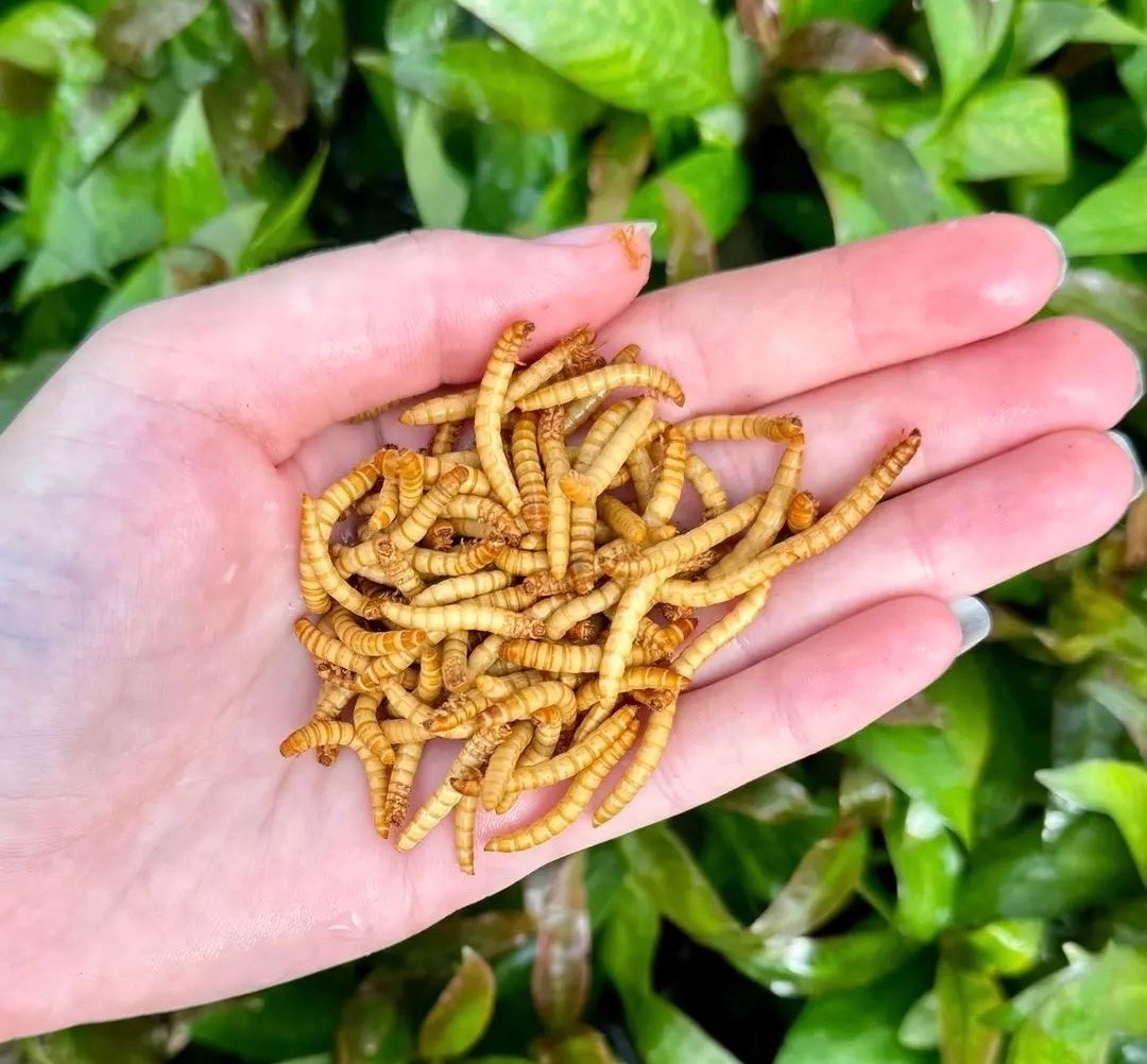 Superworms