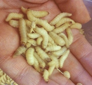 Waxworms