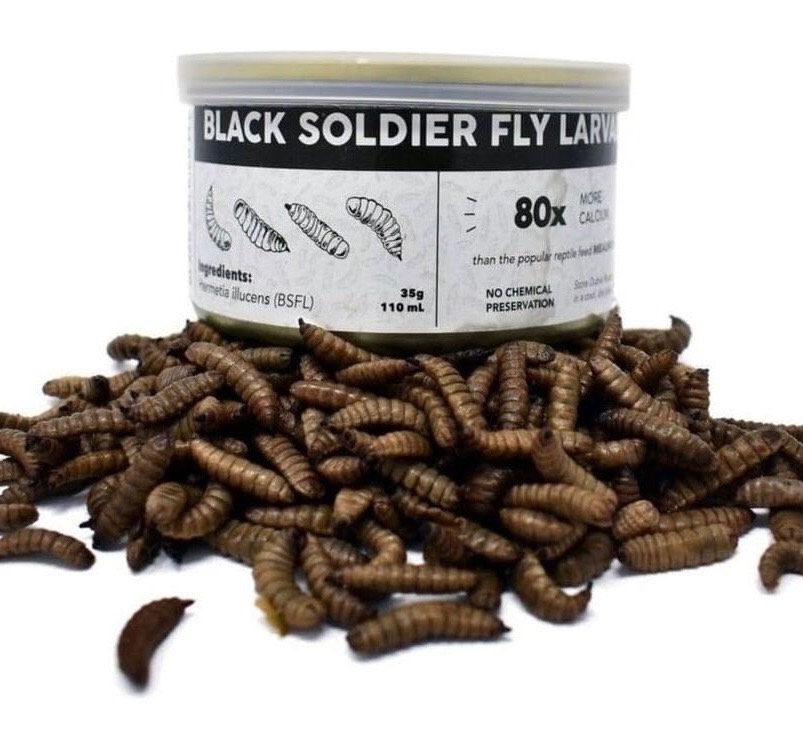 Black Soldier Fly Larvae