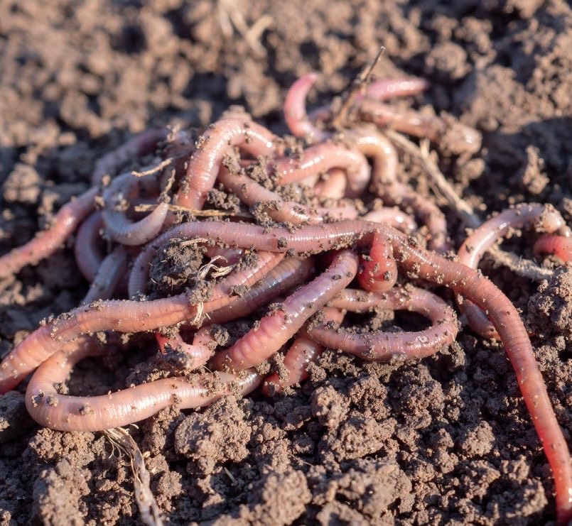Earthworms