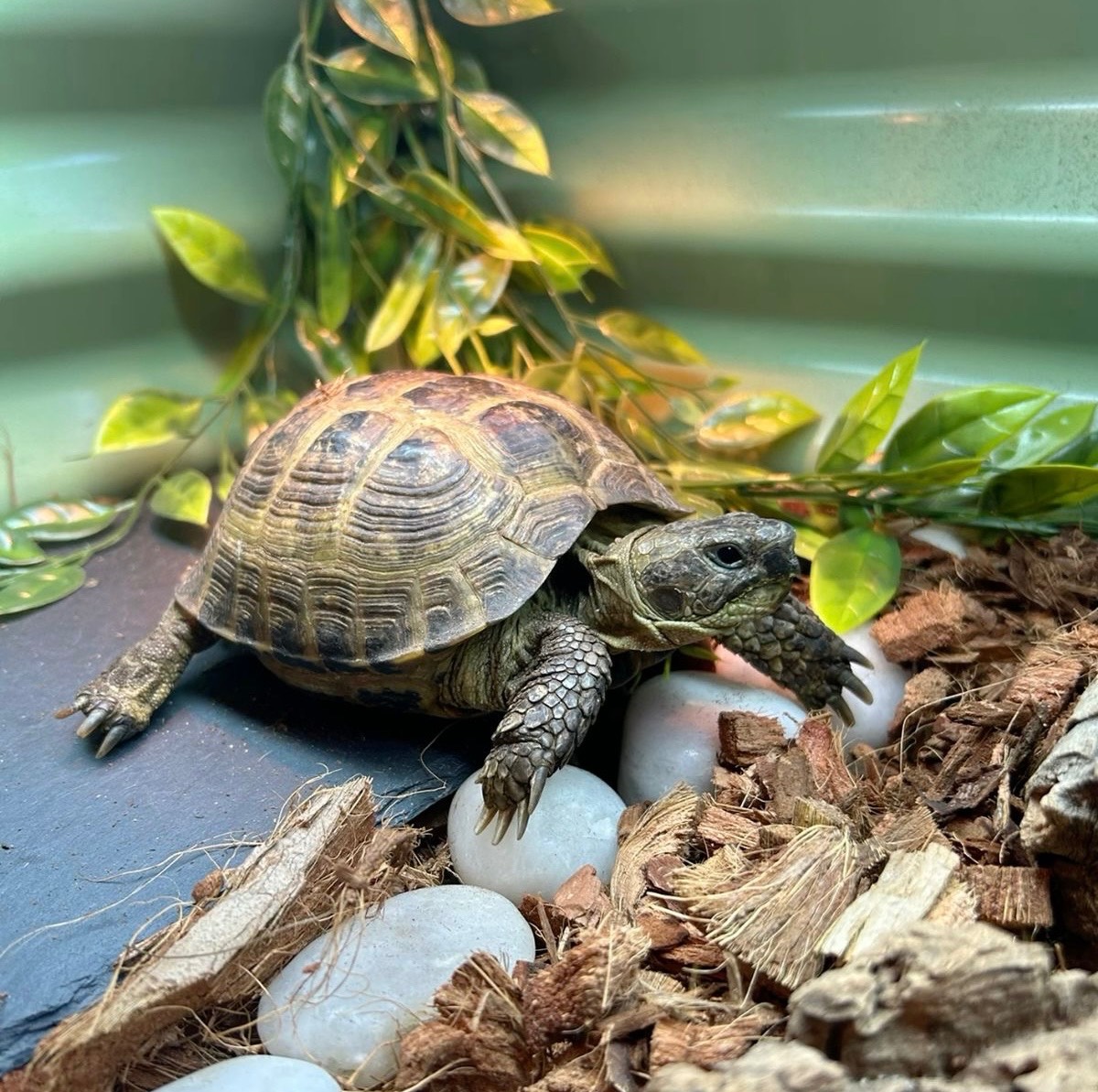 Russian Tortoise