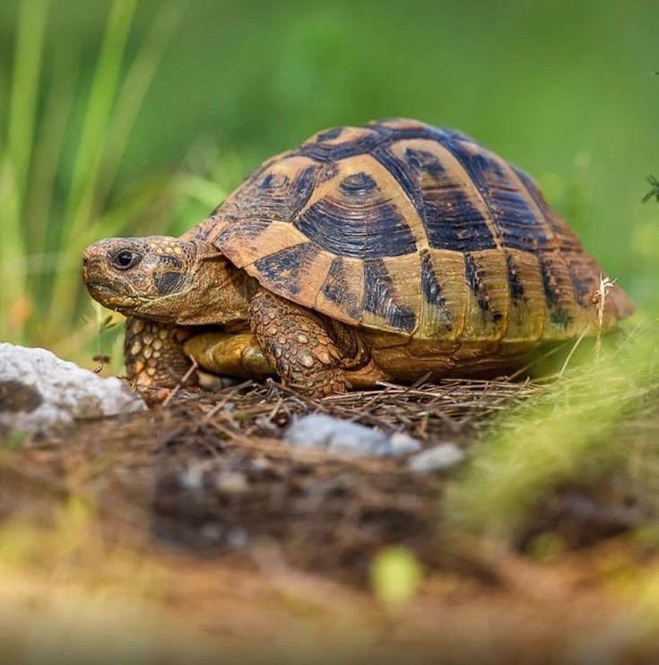 Hermann's Tortoise