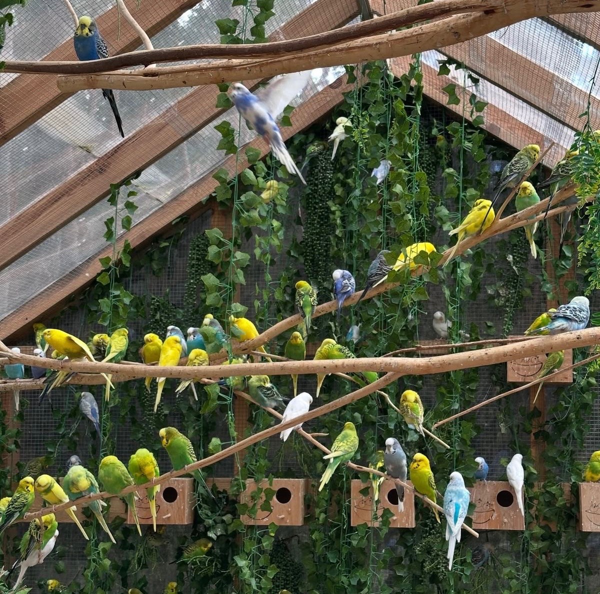 شاخه طبیعی