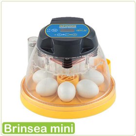 Brinsea